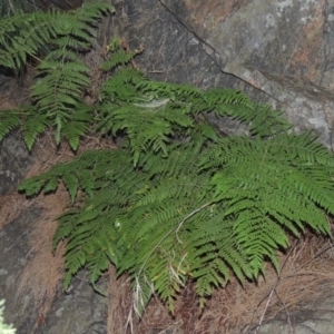 Hypolepis glandulifera at Kambah Pool - 23 Feb 2016