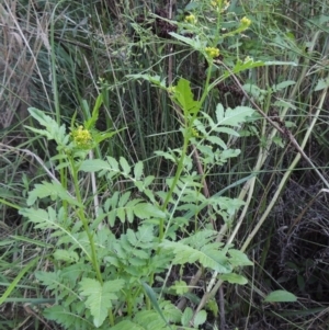 Rorippa palustris at Kambah Pool - 23 Feb 2016