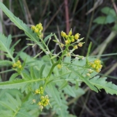 Rorippa palustris at Kambah Pool - 23 Feb 2016