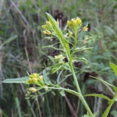 Rorippa palustris at Kambah Pool - 23 Feb 2016