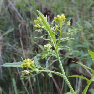 Rorippa palustris at Kambah Pool - 23 Feb 2016