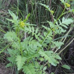 Rorippa palustris at Kambah Pool - 23 Feb 2016 07:45 PM