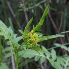 Rorippa palustris at Kambah Pool - 23 Feb 2016 07:45 PM