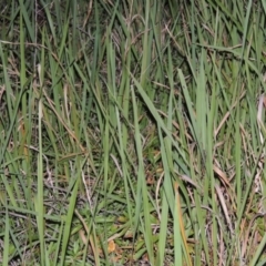Imperata cylindrica (Blady Grass) at Bullen Range - 23 Feb 2016 by MichaelBedingfield