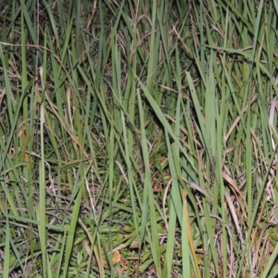 Imperata cylindrica (Blady Grass) at Bullen Range - 23 Feb 2016 by michaelb