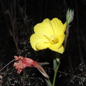 Oenothera stricta subsp. stricta at Kambah Pool - 23 Feb 2016