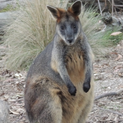 Wallabia bicolor (Swamp Wallaby) at Paddys River, ACT - 18 Mar 2013 by MichaelBedingfield