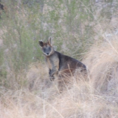 Wallabia bicolor (Swamp Wallaby) at Tennent, ACT - 27 Jun 2015 by michaelb
