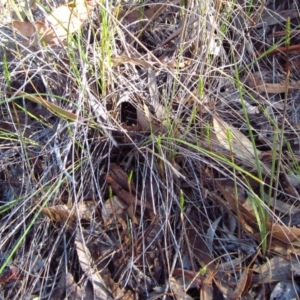 Corunastylis clivicola at Cook, ACT - 8 Feb 2016