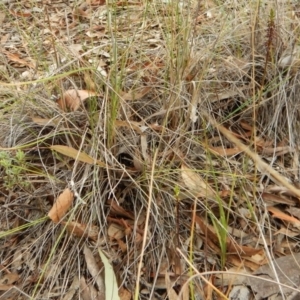 Corunastylis clivicola at Cook, ACT - 20 Feb 2016