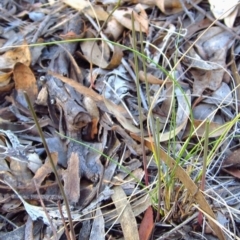 Corunastylis clivicola at Cook, ACT - 20 Feb 2016