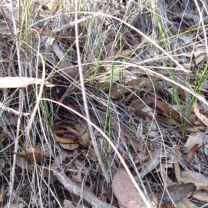 Corunastylis clivicola at Cook, ACT - suppressed