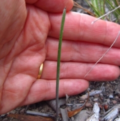 Corunastylis clivicola at Cook, ACT - suppressed