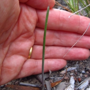 Corunastylis clivicola at Cook, ACT - suppressed