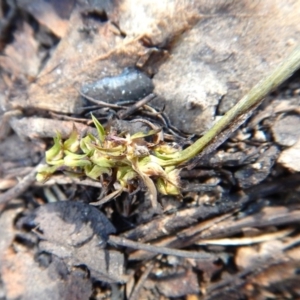 Corunastylis cornuta at Aranda, ACT - 22 Feb 2016