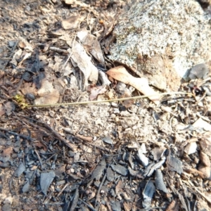 Corunastylis cornuta at Aranda, ACT - 22 Feb 2016