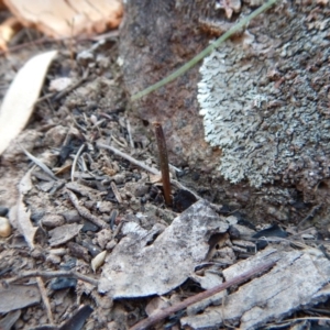 Corunastylis cornuta at Aranda, ACT - 9 Apr 2016