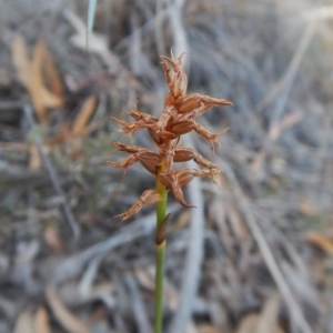 Corunastylis cornuta at Aranda, ACT - suppressed