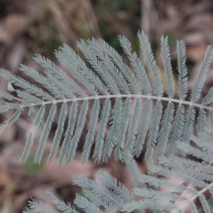 Acacia dealbata at O'Connor, ACT - 6 Jun 2016 12:00 AM