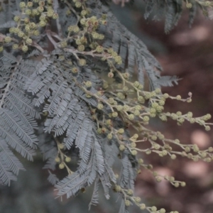 Acacia dealbata at O'Connor, ACT - 6 Jun 2016 12:00 AM