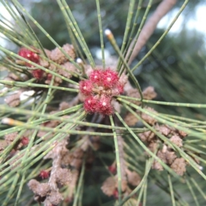 Casuarina cunninghamiana subsp. cunninghamiana at Paddys River, ACT - 25 Feb 2016