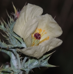 Argemone ochroleuca subsp. ochroleuca (Mexican Poppy, Prickly Poppy) at Paddys River, ACT - 25 Feb 2016 by MichaelBedingfield