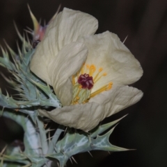 Argemone ochroleuca subsp. ochroleuca (Mexican Poppy, Prickly Poppy) at Point Hut to Tharwa - 25 Feb 2016 by MichaelBedingfield