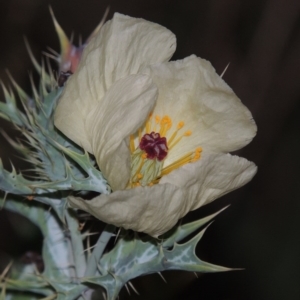 Argemone ochroleuca subsp. ochroleuca at Paddys River, ACT - 25 Feb 2016