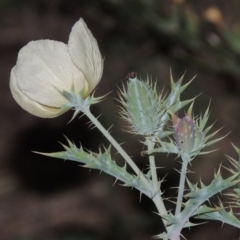 Argemone ochroleuca subsp. ochroleuca at Paddys River, ACT - 25 Feb 2016