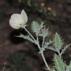 Argemone ochroleuca subsp. ochroleuca at Paddys River, ACT - 25 Feb 2016