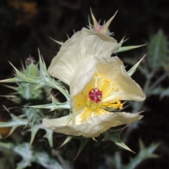 Argemone ochroleuca subsp. ochroleuca at Paddys River, ACT - 25 Feb 2016