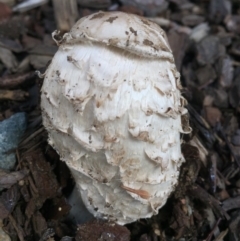 Coprinus comatus (Shaggy Ink Cap) at Canberra, ACT - 21 Jun 2016 by AaronClausen