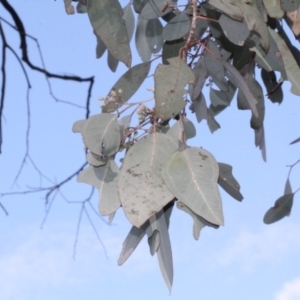 Eucalyptus polyanthemos at Lyneham, ACT - 6 Jun 2016