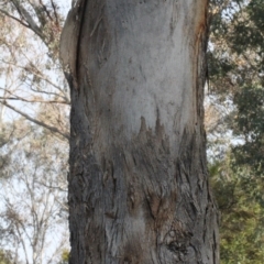 Eucalyptus polyanthemos at Lyneham, ACT - 6 Jun 2016 12:00 AM