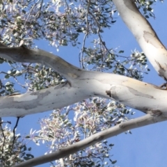 Eucalyptus polyanthemos at Lyneham, ACT - 6 Jun 2016 12:00 AM