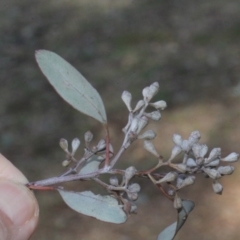 Eucalyptus polyanthemos at Lyneham, ACT - 6 Jun 2016