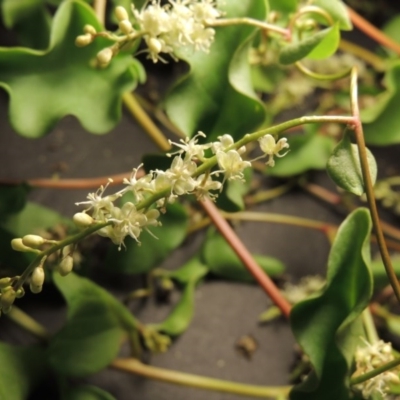 Anredera cordifolia (Madeira Vine) at Point Hut to Tharwa - 29 Mar 2016 by MichaelBedingfield