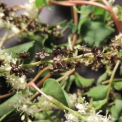 Anredera cordifolia at Tharwa, ACT - 29 Mar 2016