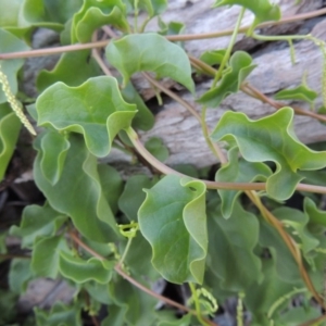 Anredera cordifolia at Tharwa, ACT - 29 Mar 2016