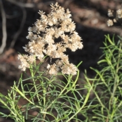 Cassinia quinquefaria (Rosemary Cassinia) at Lyneham, ACT - 5 Jun 2016 by PeteWoodall