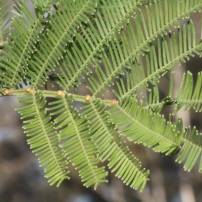 Acacia decurrens (Green Wattle) at Lyneham, ACT - 5 Jun 2016 by PeteWoodall