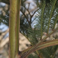 Acacia decurrens at Lyneham, ACT - 6 Jun 2016