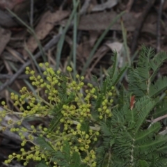 Acacia decurrens at Lyneham, ACT - 6 Jun 2016 12:00 AM