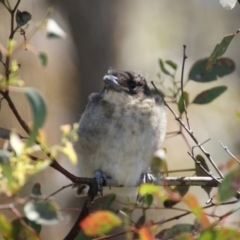 Cracticus torquatus (Grey Butcherbird) at Red Hill, ACT - 27 Oct 2015 by roymcd