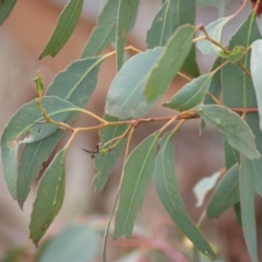 Eucalyptus leucoxylon at Fyshwick, ACT - 21 Jun 2016 03:33 PM