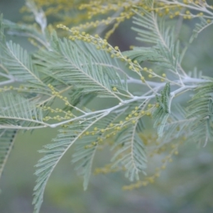 Acacia dealbata at Garran, ACT - 22 Jun 2016