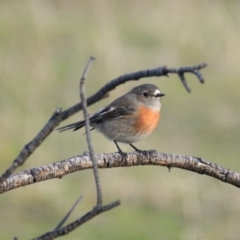 Petroica boodang (Scarlet Robin) at Garran, ACT - 22 Jun 2016 by roymcd