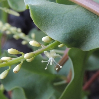 Anredera cordifolia (Madeira Vine) at Point Hut to Tharwa - 25 Feb 2016 by MichaelBedingfield