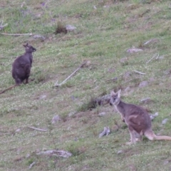 Osphranter robustus robustus (Eastern Wallaroo) at Rob Roy Range - 29 Sep 2014 by MichaelBedingfield