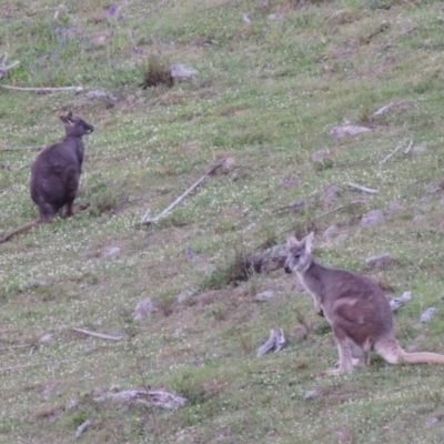 Osphranter robustus (Wallaroo) at Tuggeranong DC, ACT - 29 Sep 2014 by michaelb